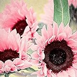 Blumensamen Pflanzensamen 50Pcs/Bag Samen natürliche große Wasser Nachfrage Blume rosa Sonnenblumensamen für Fenster - Sonnenblumensamen Foto, neu 2024, bester Preis 2,99 € Rezension