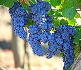 Grape Seeds for Planting| 100 Seeds Packet Photo, new 2024, best price $8.99 ($0.09 / Count) review