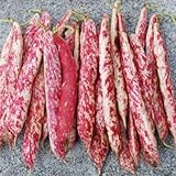 Taylor Dwarf Horticulture (Cranberry) Bean Seeds, 50 Heirloom Seeds Per Packet, Non GMO Seeds, (Isla's Garden Seeds), Botanical Name: Phaseolus vulgaris, 85% Germination Rates Photo, new 2024, best price $5.99 ($0.12 / Count) review