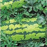 Georgia Rattlesnake Watermelons Seeds (25+ Seeds) Photo, new 2024, best price $4.69 review
