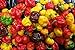 Photo 25 seeds SCOTCH BONNET PEPPER SEEDS-(Caribbean Mix) - RED,YELLOW,AND CHOCOLATE review