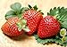 Photo 300pcs Giant Strawberry Seeds, Sweet Red Strawberry/Organic Garden Strawberry Fruit Seeds, for Home Garden Planting review