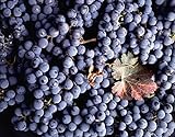 Vitis Vinifera Cabernet Sauvignon Wine Grape jocad (5 Seeds) Photo, new 2024, best price $19.95 review