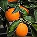 Foto 20 piezas Semillas de cítricos Mandarina dulce Rutaceae Arbusto leñoso perenne de hoja perenne Árbol pequeño Fragancia fuerte Único atractivo Afrutado revisión