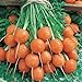 Photo Parisian Carrot Seeds | Heirloom & Non-GMO Carrot Seeds | 250+ Vegetable Seeds for Planting Outdoor Home Gardens | Planting Instructions Included review