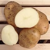 Kennebec Seed Potatoes, 5 lbs. (Certified) Photo, new 2024, best price $12.99 ($0.16 / Ounce) review