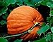 Foto Kürbis, Big Max Kürbiskerne, Erbstück, Organisch, Nicht ohne Gentechnik, 100 Samen, Giant Pumpkins Rezension