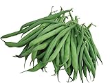 Burpee Stringless Green Pod Bush Bean Seeds 4 ounces of seed Photo, new 2024, best price $6.63 ($1.66 / Ounce) review