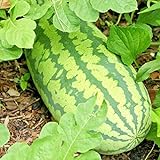 Congo Watermelon Seeds XXL Extra Sweet Non-GMO Organic Huge 30-50Lbs Garden rsc2a1r (25+ Seeds) Photo, new 2024, best price $8.72 review