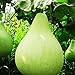 Foto Kürbiskerne zum Anpflanzen,Lagenaria Siceraria,Kürbiskerne,Kürbis,Flaschenkürbis samen mix,Kürbisflasche,Siceraria,Natürliches Bio-Saatgut-15 PCS Rezension