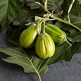 David's Garden Seeds Eggplant Comprido Verde Claro 4222 (Green) 25 Non-GMO, Open Pollinated Seeds Photo, new 2024, best price $4.45 review