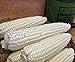 Photo Corn, STOWELL'S Evergreen White Corn, Heirloom,20 Seeds, Delicious White Sweet Corn review