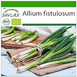 SAFLAX - Ecológico - Cebolla tierna - Ishikura japonés - 150 semillas - Allium fistulosum Foto, nuevo 2024, mejor precio 3,95 € revisión