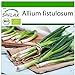 Foto SAFLAX - Ecológico - Cebolla tierna - Ishikura japonés - 150 semillas - Allium fistulosum revisión