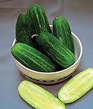 Cucumber, National Pickling Cucumber Seed, Heirloom,25 Seeds, Great for Pickling Photo, new 2024, best price $1.99 ($0.08 / Count) review