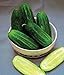 Photo Cucumber, National Pickling Cucumber Seed, Heirloom,25 Seeds, Great for Pickling review