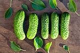 Boston Pickling Cucumber Seeds - Non-GMO - 3 Grams Photo, new 2024, best price $4.99 review