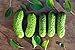 Photo Boston Pickling Cucumber Seeds - Non-GMO - 3 Grams review