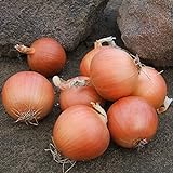 Onion Seeds - Talon Organic - 250 Seeds Photo, new 2024, best price $5.99 ($0.02 / Count) review