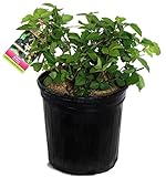 Rubus 'Chester' (Thornless Blackberry) Edible-Shrub, blackberry, #2 - Size Container Photo, new 2024, best price $28.37 review