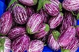 Fairy Tale F1 Eggplant Seeds - Non-GMO - 10 Seeds Photo, new 2024, best price $6.99 review