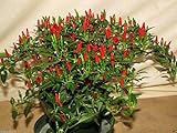 Small Thai Chili Hot Pepper Seeds - Hot Heirloom Chili from Thailand!!(25 - Seeds) Photo, new 2024, best price $3.59 ($0.14 / Count) review