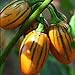 Photo 50 graines / pack jardin des plantes de bricolage, Solanum aethiopicum africaine Aubergine Vegetable Seeds examen