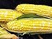 Photo Early Sunglow Hybrid (su) Corn Seeds - Non-GMO review