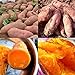 Photo Lot de 50 graines de patates douces pour plantation - Fortes survivables - Rafraîchissantes - Pomme de terre violette - Pour cultiver facilement le jardin - Graines de patates douces examen