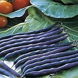 Purple Queen Bush Bean Seeds - 50 Count Seed Pack - Upright, Compact, and Bushy, This Variety is Easy to Grow and Pick. - Country Creek LLC Photo, new 2024, best price $3.29 review