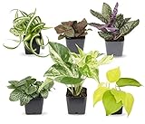 Easy to Grow Houseplants (6 Pack), Live House Plants in Plant Containers, Growers Choice Plant Set in Planters with Potting Soil Mix, Home Décor Planting Kit or Outdoor Garden Gifts by Plants for Pets Photo, new 2024, best price $25.61 review