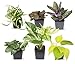 Photo Easy to Grow Houseplants (6 Pack), Live House Plants in Plant Containers, Growers Choice Plant Set in Planters with Potting Soil Mix, Home Décor Planting Kit or Outdoor Garden Gifts by Plants for Pets review