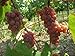 Foto 5 Samen von Vitis labrusca CATAWBA Traubenkernen Rezension