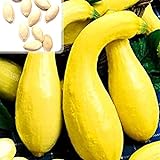 Kürbiskerne, 25Pcs / Beutel Kürbis-Samen Essbare fettarme Bananenform Melone Natürliche Seed Cuaurbit Samen für die Landwirtschaft Foto, neu 2024, bester Preis 0,01 € Rezension