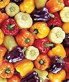 Burpee Carnival Mix Sweet Pepper Seeds 100 seeds Photo, new 2024, best price $8.01 review