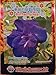Photo Butterfly Pea Flower Seeds review