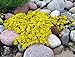 Foto Sedum acre de oro de la alfombra, la uva de gato amarillo de tierra cubierta de la flor Semillas 500 semillas revisión