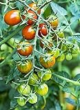 Moby Grape Tomato Seed Photo, new 2024, best price $6.95 review