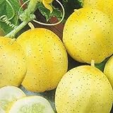 Pepino - Limón - 20 semillas [fácil de cultivar] Foto, nuevo 2024, mejor precio 3,16 € revisión