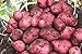 Photo Southern Red Seed Potato Certified AAA Grade review