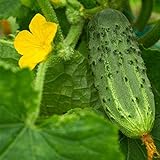 Bush Pickle Cucumber Garden Seeds - 3 g Packet ~100 Seeds - Non-GMO, Heirloom, Pickling, Vegetable Gardening Seed Photo, new 2024, best price $2.99 review