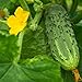Photo Bush Pickle Cucumber Garden Seeds - 3 g Packet ~100 Seeds - Non-GMO, Heirloom, Pickling, Vegetable Gardening Seed review