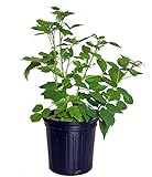Rubus 'Heritage' (Raspberry) Edible-Shrub, red raspberry, #2 - Size Container Photo, new 2024, best price $29.47 review