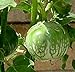 Photo Thai Eggplant, F1 Hybrid Kermit Thai Eggplant Seeds (25 Seeds) review