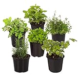 Live Aromatic and Edible Herb Assortment (Lavender, Rosemary, Lemon Balm, Mint, Sage, Other Assorted Herbs), 6 Plants Per Pack Photo, new 2024, best price $28.11 ($4.68 / Count) review