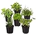 Photo Live Aromatic and Edible Herb Assortment (Lavender, Rosemary, Lemon Balm, Mint, Sage, Other Assorted Herbs), 6 Plants Per Pack review