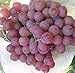 Foto 50 Stück Traubenkerne chinesische billig Obst Traubenkernen sehr süß leicht Fruchtsamen für zu Hause Garten Pflanzen wachsen Rezension