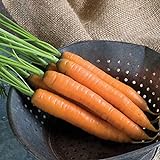 David's Garden Seeds Carrot Yaya 9921 (Orange) 200 Non-GMO, Hybrid Seeds Photo, new 2024, best price $3.95 review