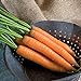 Photo David's Garden Seeds Carrot Yaya 9921 (Orange) 200 Non-GMO, Hybrid Seeds review