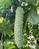 20 Bitter Melon Seeds Green Skin Karela Photo, new 2024, best price $8.00 ($0.40 / Count) review